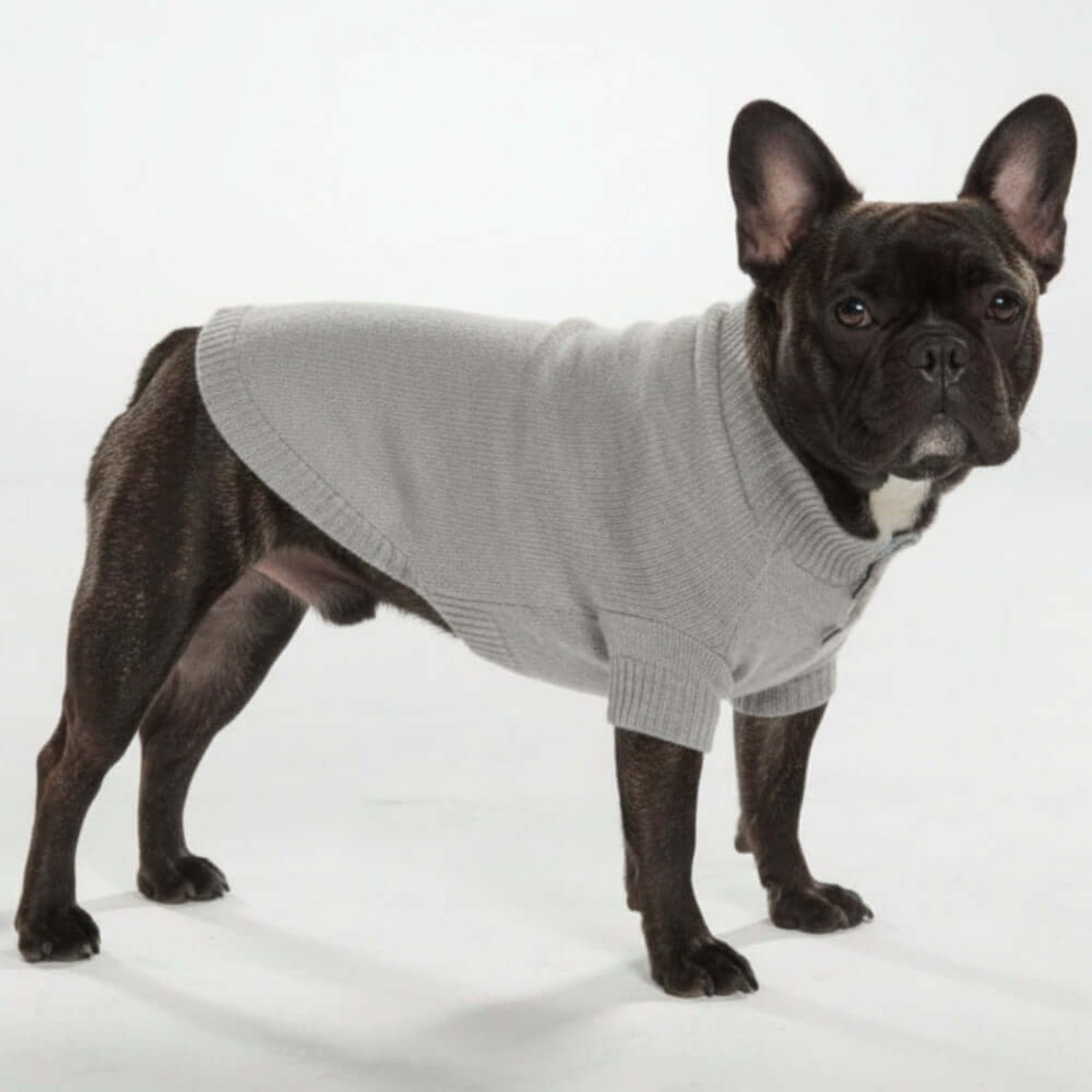 Golfino in puro Cashmere Biagioli su bulldog Francese in piedi