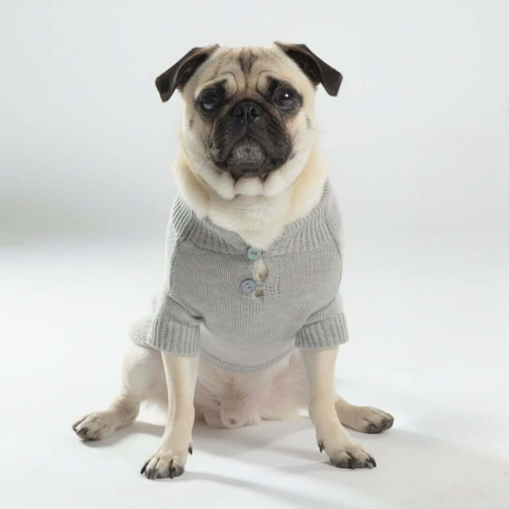 Golfino per cani in puro Cashmere personalizzabile indossato da un cane razza Carlino seduto su sfondo neutro e minimale